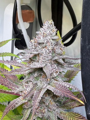 An image of Chemferno