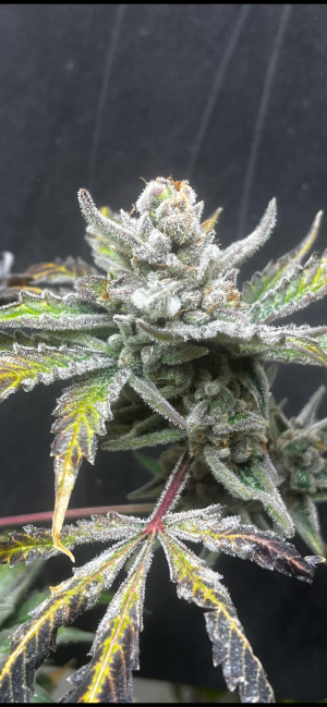 Image #05022648945360877