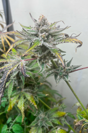 Image #05022657458540679