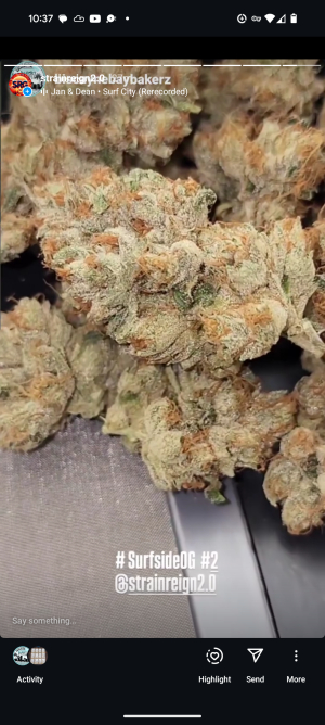 An image of Surfside OG