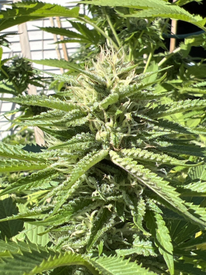 An image of Chem Killerz