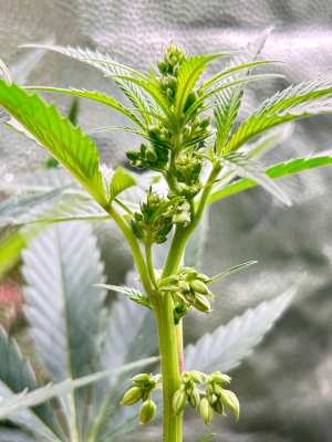 Image #07022612448051624