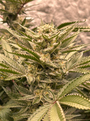 Image #07022620993090764