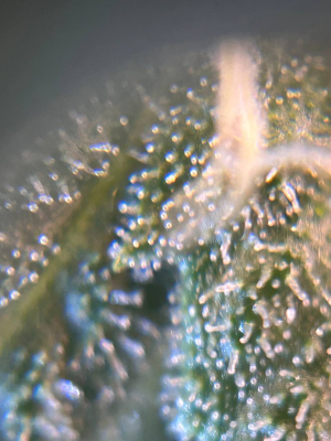 Image #07022635082987346