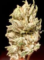 An image of Sunrise Kush