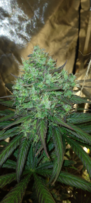 Black Lebanon's picture by BavarianWeed