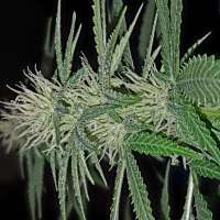 An image of Friesland Indica