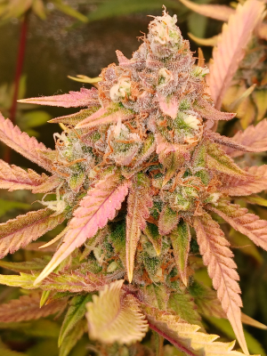 An image of Sour Tangie Dawg