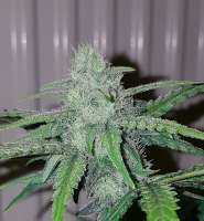 An image of Blow Mind Auto