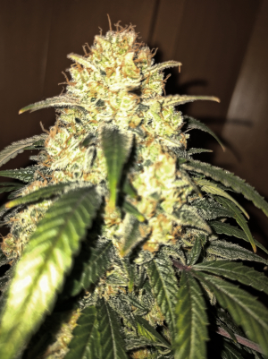 Image #28122524264001327