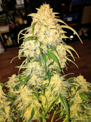 Image #28122555947856144