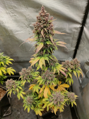 Dark Devil Auto's picture by Hroma