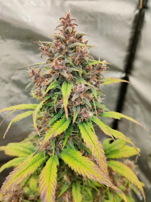 Image #28122520574601056