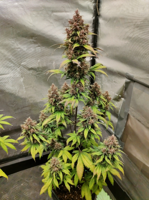 Image #28122546006253582