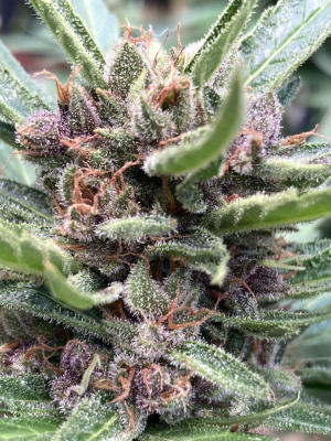 Diablo Rojo XL Auto's picture by DaniTekx1980