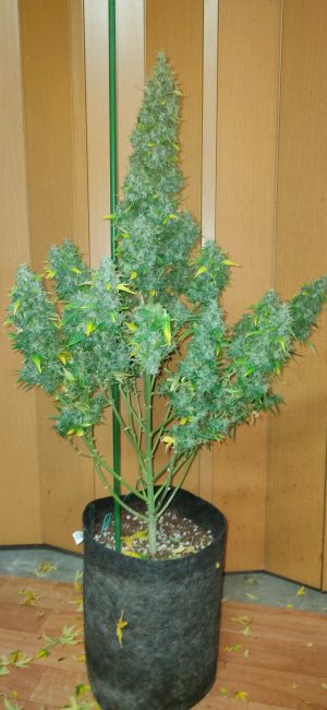An image of Green Poison XL Auto