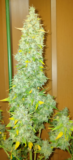 An image of Green Poison XL Auto
