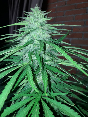 Image #19112511437840922