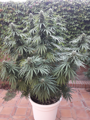 Image #19112565269657069