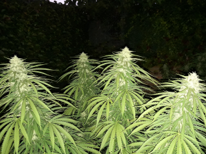 Image #19112596719773329