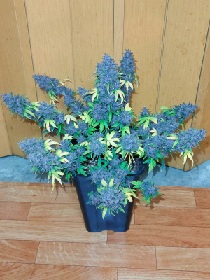 Image #28122500894883729