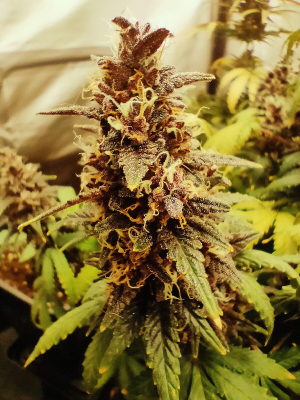 Image #28122505719210103