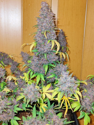 Image #28122509124167849