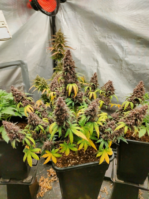 Image #28122515447565155