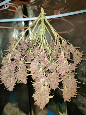 Image #28122546191227979