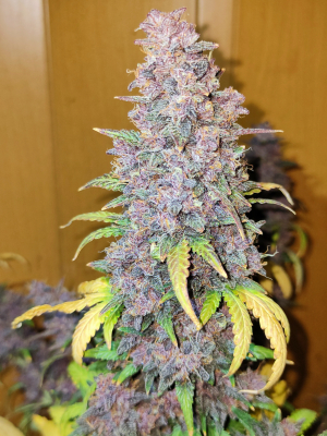 Image #28122596541532411