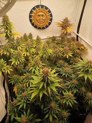 Strawberry Cola Sherbet Fast Version's picture by kyuss2