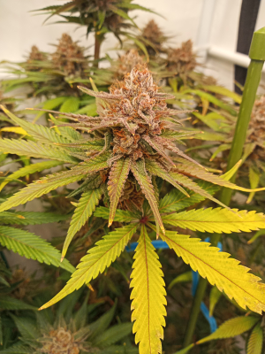 Strawberry Cola Sherbet Fast Version's picture by kyuss2