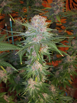 Strawberry Cola Sherbet Fast Version's picture by kyuss2
