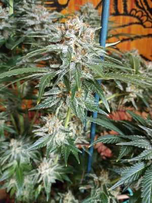 Strawberry Cola Sherbet Fast Version's picture by kyuss2