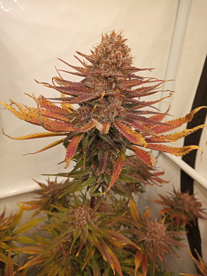 Strawberry Cola Sherbet Fast Version's picture by kyuss2