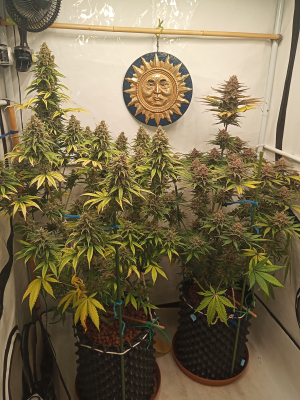 Strawberry Cola Sherbet Fast Version's picture by kyuss2
