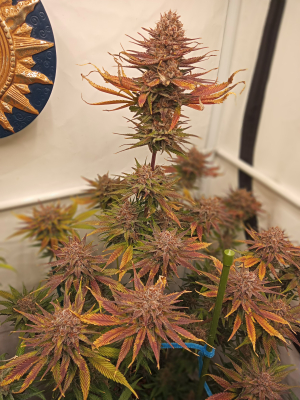 Strawberry Cola Sherbet Fast Version's picture by kyuss2
