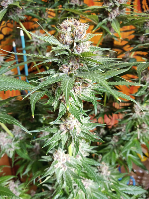 Strawberry Cola Sherbet Fast Version's picture by kyuss2