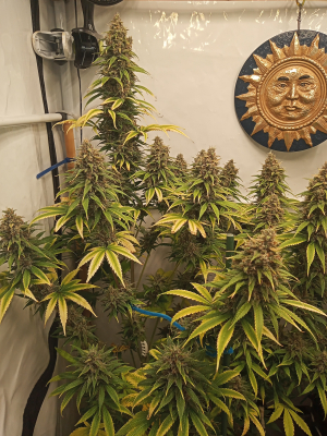 Strawberry Cola Sherbet Fast Version's picture by kyuss2