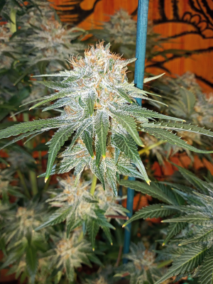 Strawberry Cola Sherbet Fast Version's picture by kyuss2