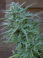 An image of Sweet Skunk F1 Fast Version