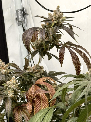 An image of Orangeade