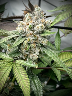 An image of Orangeade