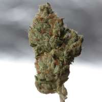 An image of Cold Creek Kush