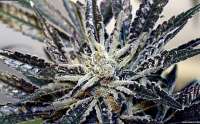 An image of Cold Creek Kush