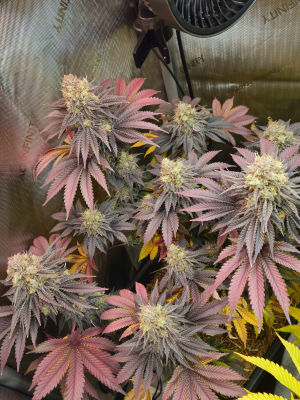 French Macaron's picture by FoxBoxHomegrow