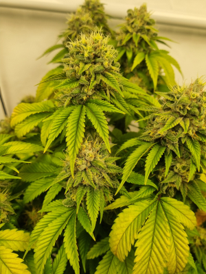 An image of Underdawg Cake