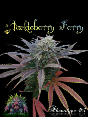 An image of Huckleberry Fairy 
