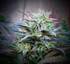 An image of Huckleberry Fairy 