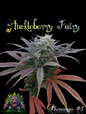 An image of Huckleberry Fairy 
